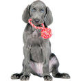 Cargar imagen en el visor de galería, Hundespielzeug Schleuderball - BenzoDesign