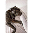 Cargar imagen en el visor de galería, Hundebett Classic - GLAM SILVER - BenzoDesign