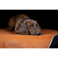 Charger l'image dans la visionneuse de galerie,Hundedecke BUFFALO CAMEL Multifunktionsdecke - BenzoDesign