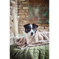 Cargar imagen en el visor de galería, Hundedecke COZY BEIGE - Webpelz Decke - BenzoDesign
