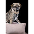Cargar imagen en el visor de galería, Hundebett Classic - BUFFALO CREME - BenzoDesign