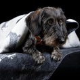 Charger l'image dans la visionneuse de galerie,Hundedecke TECKEL - Wendedecke mit Dackelmotiv - BenzoDesign