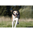 Cargar imagen en el visor de galería, Hundespielzeug Ringo Ring - BenzoDesign