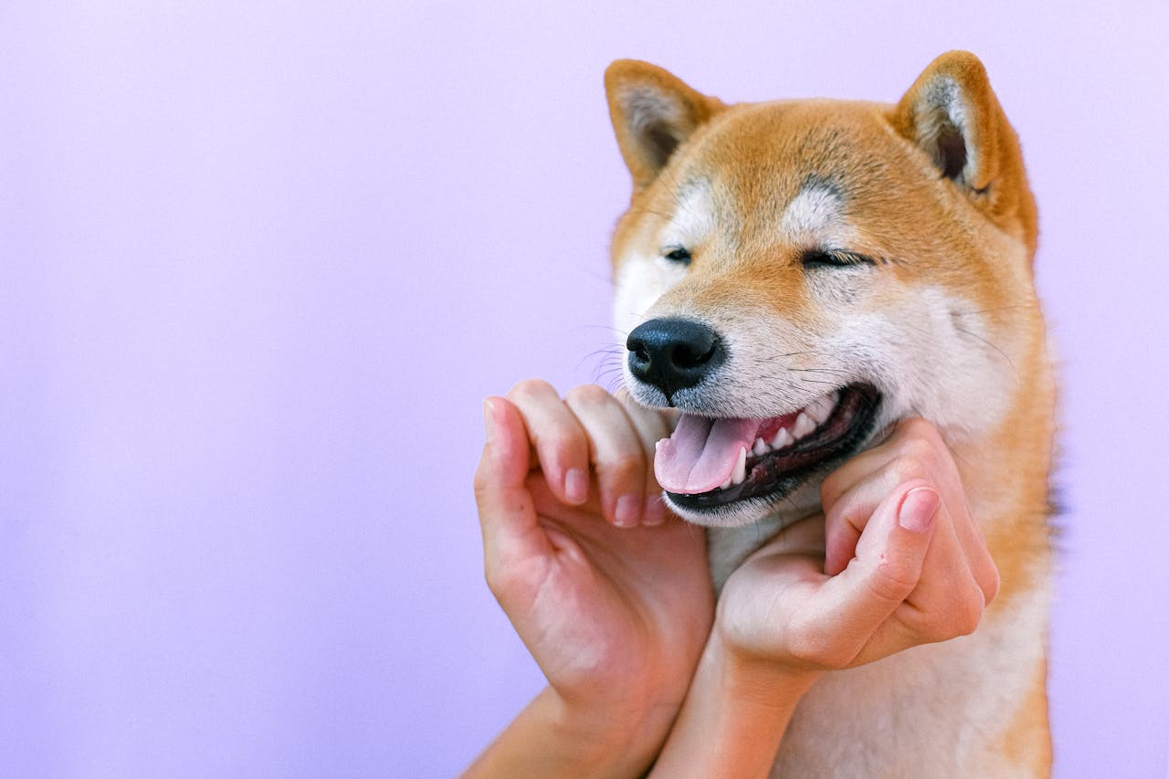 akita_inu_rasseportrait_benzodesign