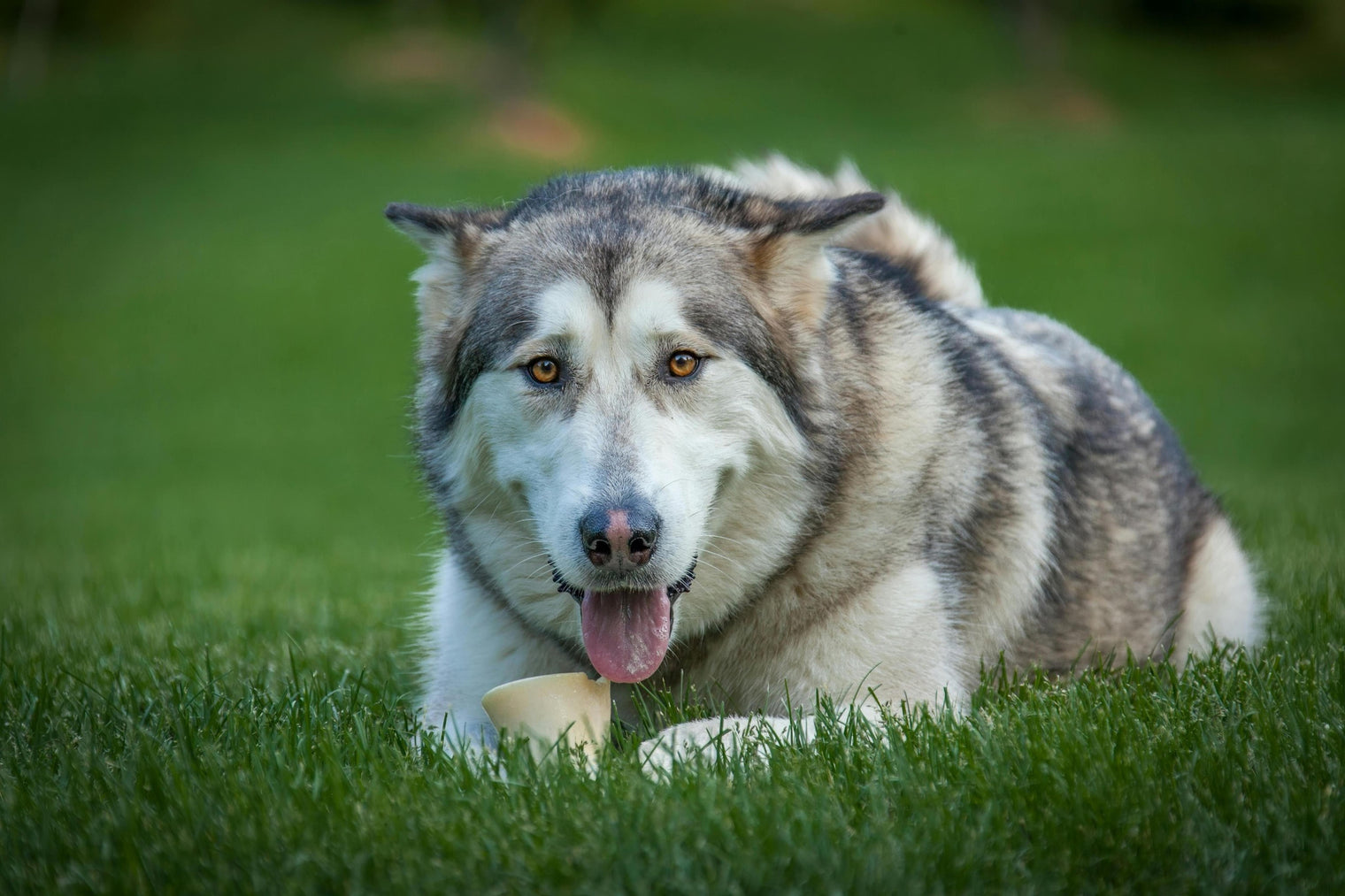 Rasseportrait Alaskan Malamute