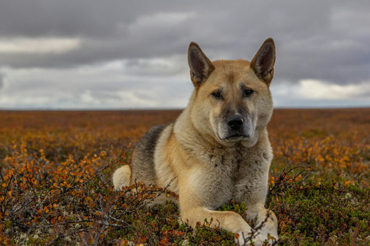 Rasseportrait American Akita