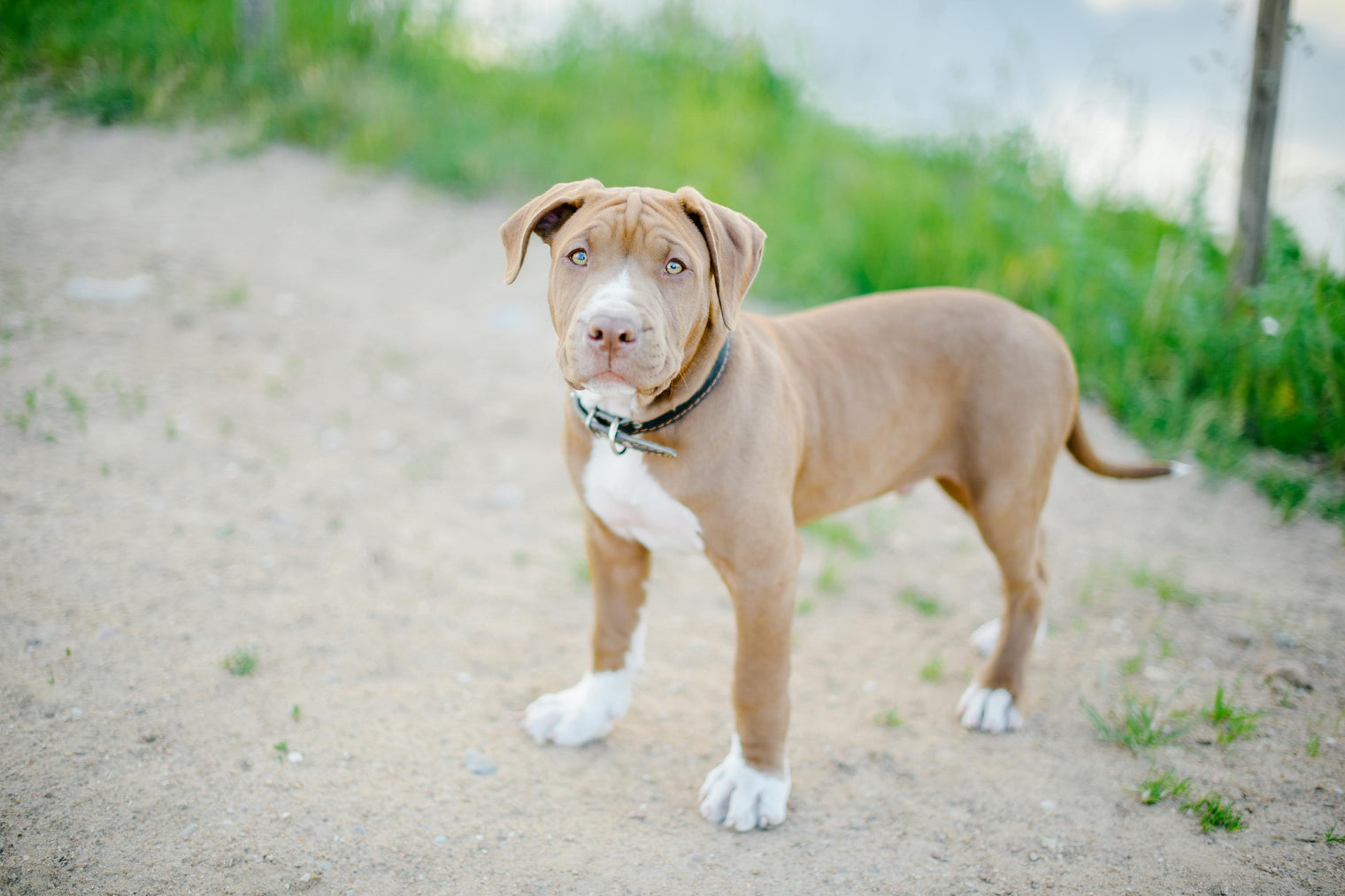 Rasseportrait American Bully - BenzoDesign