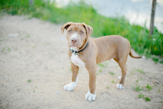 Rasseportrait American Bully