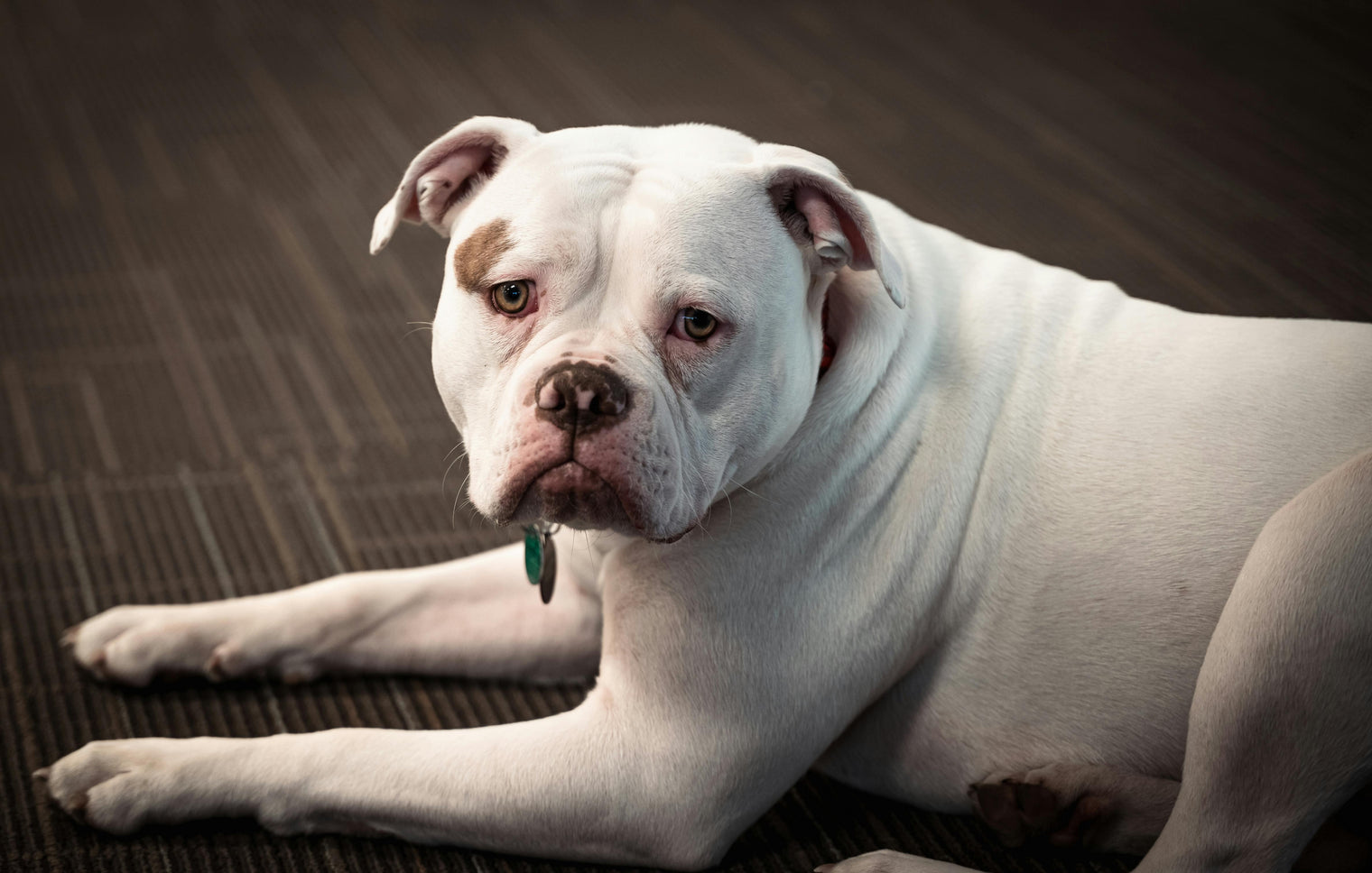 Rasseportrait American Bulldog