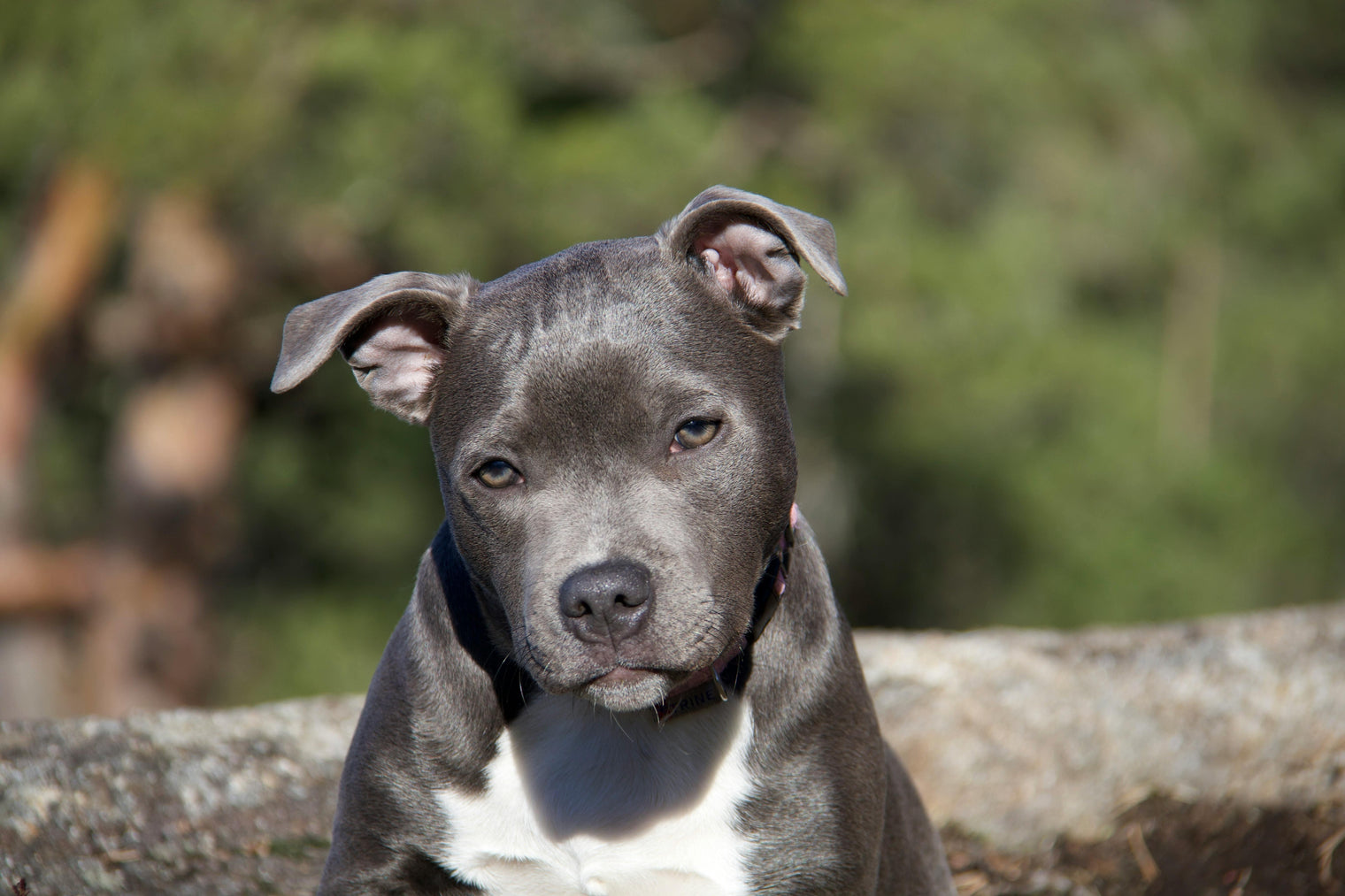 Rasseportrai American Pit Bull Terrier