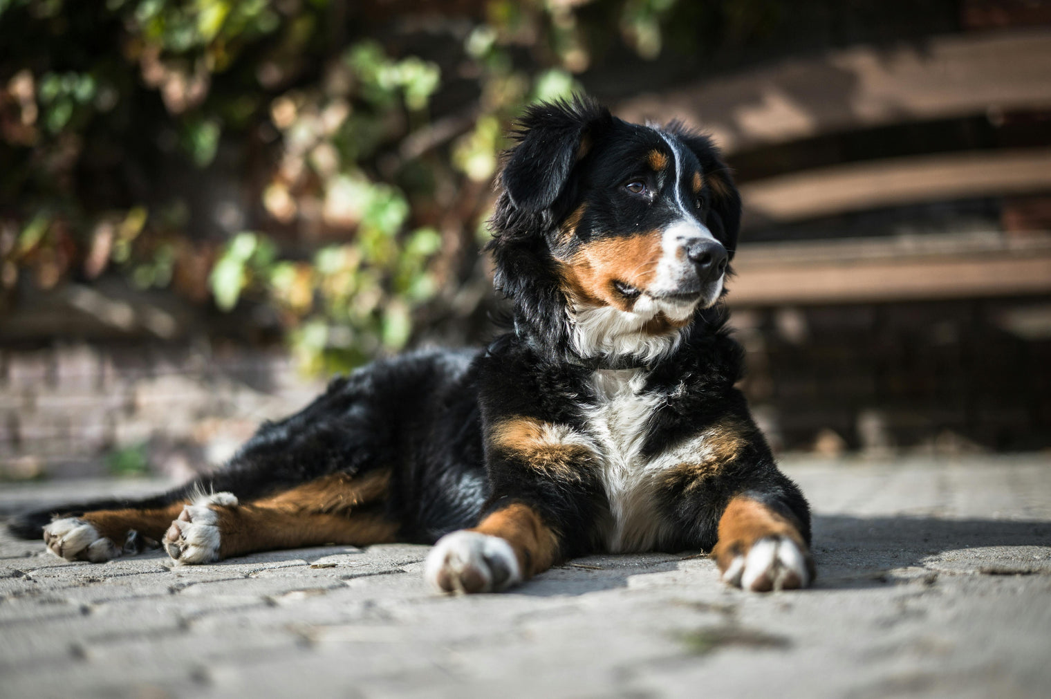 Ritratto di razza Appenzeller Mountain Dog