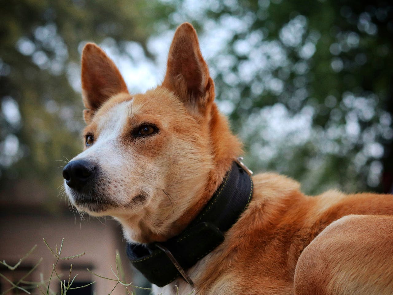 Rassebeschreibung Basenji