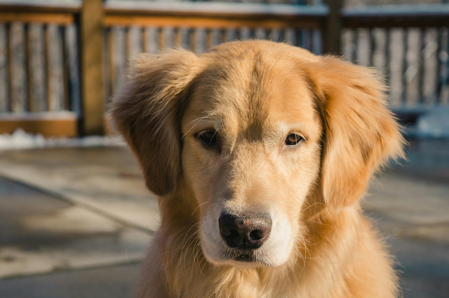 Rassebeschreibung Golden Retriever - BenzoDesign