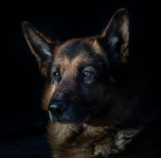 Rasseportrait Deutscher Schäferhund - BenzoDesign