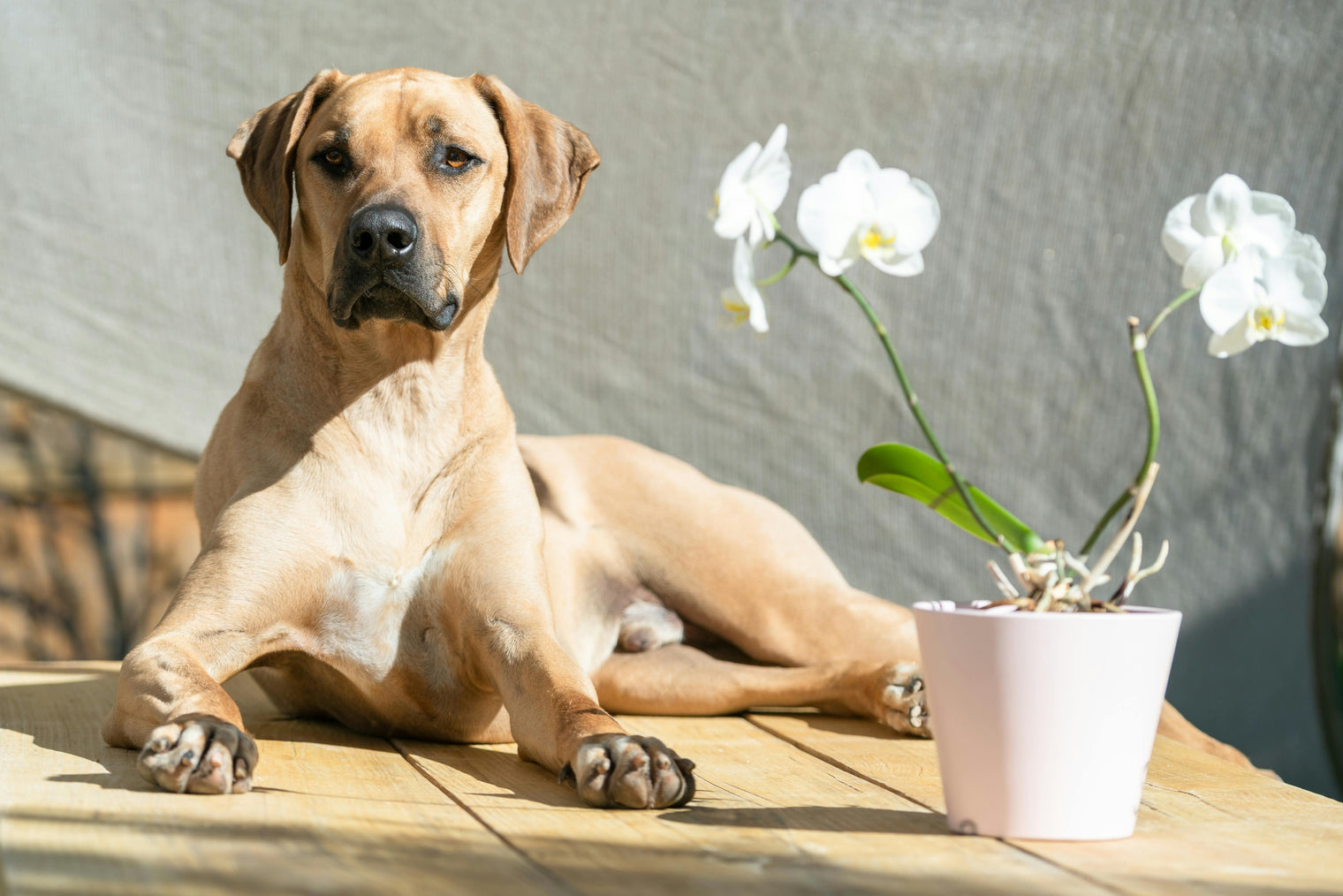 Ritratto di razza Rhodesian Ridgeback - BenzoDesign