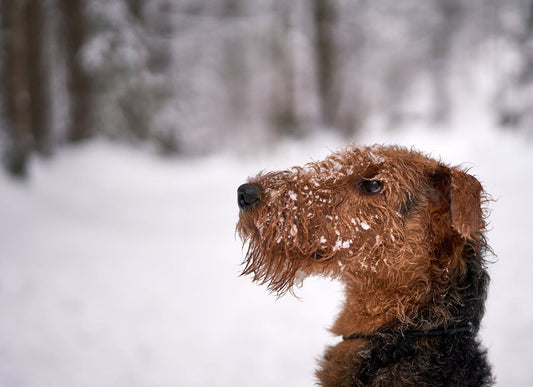 rasseportrait_airedale_terrier