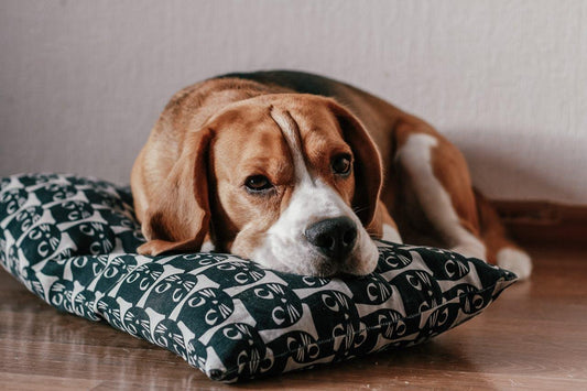 rasseportrait_beagle_benzodesign