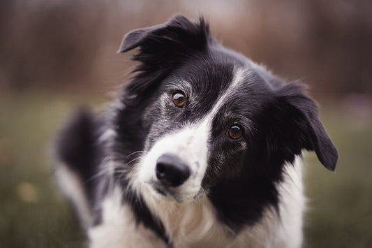 rasseportrait_border_collie_benzodesign