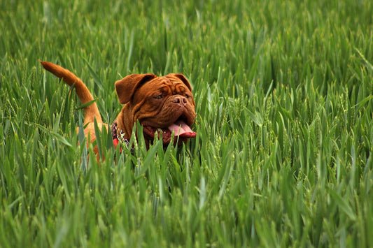 rasseportrait_mastiff_benzodesign