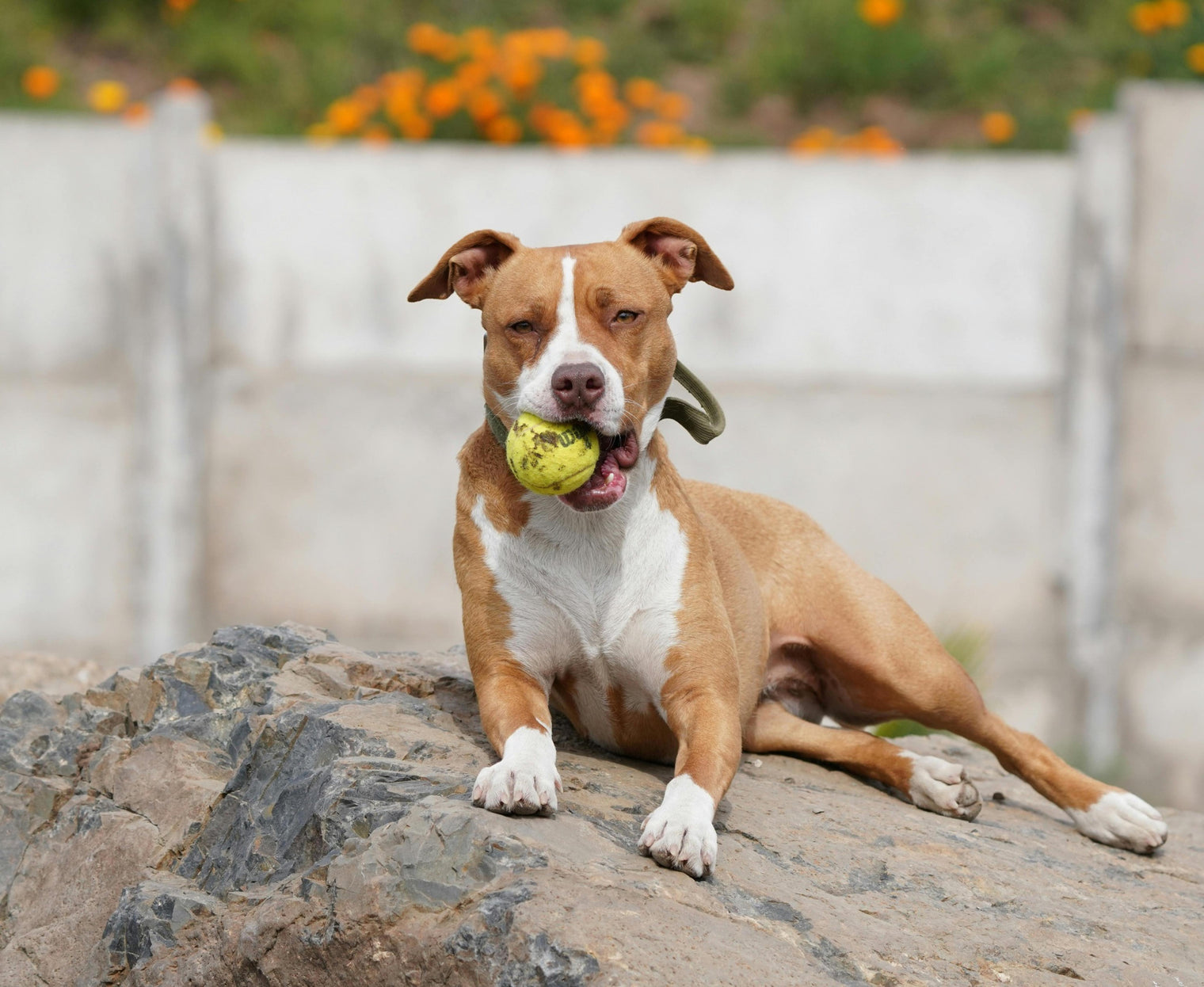 Ritratto di razza American Staffordshire Terrier