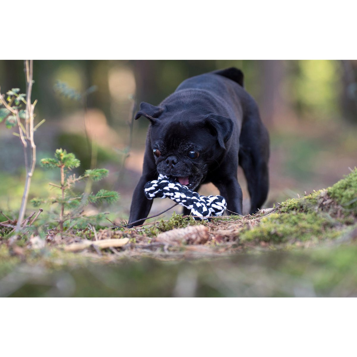 Hundespielzeug Bonnie Bone