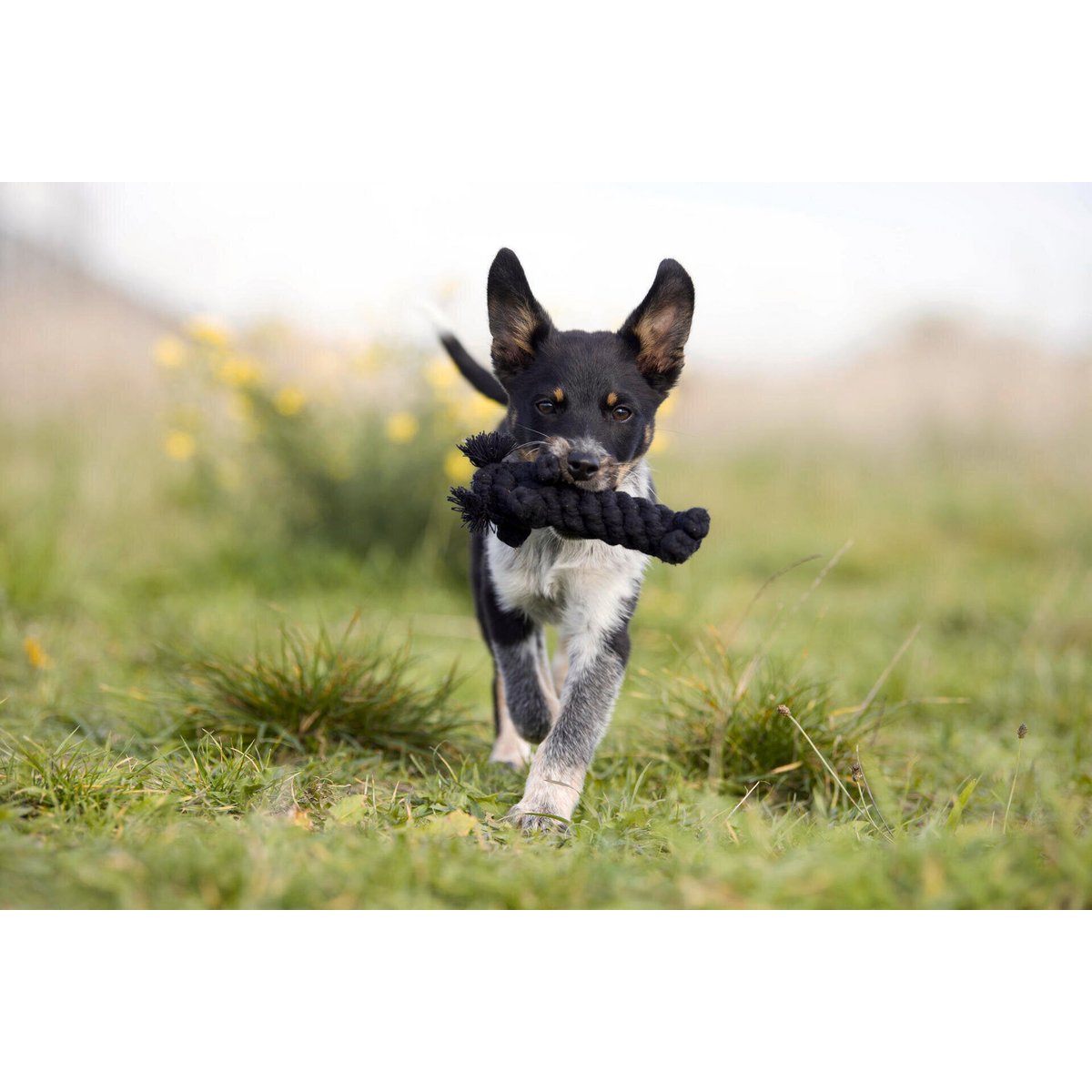 Hundespielzeug Kater Casanova