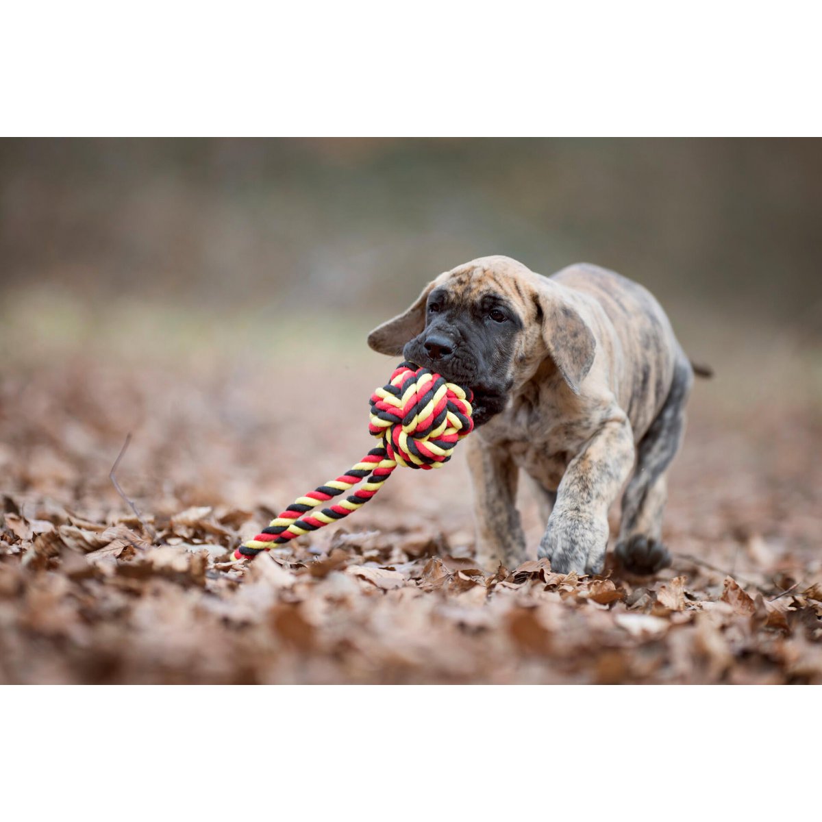 Hundespielzeug Schleuderball