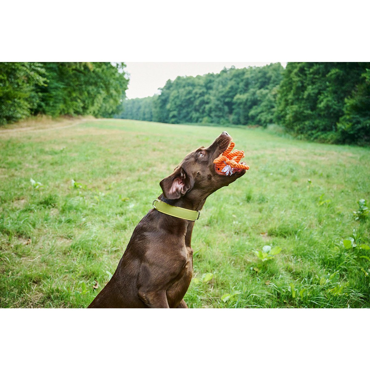 Thaddäus Tintenfisch - Kult-Spielzeug für Hunde - BenzoDesign