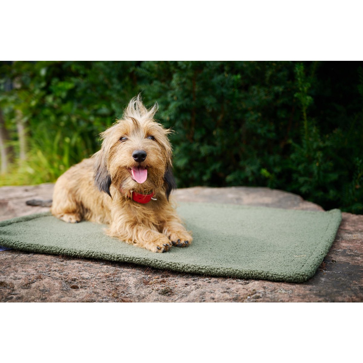 Hundedecke TEDDY GREEN