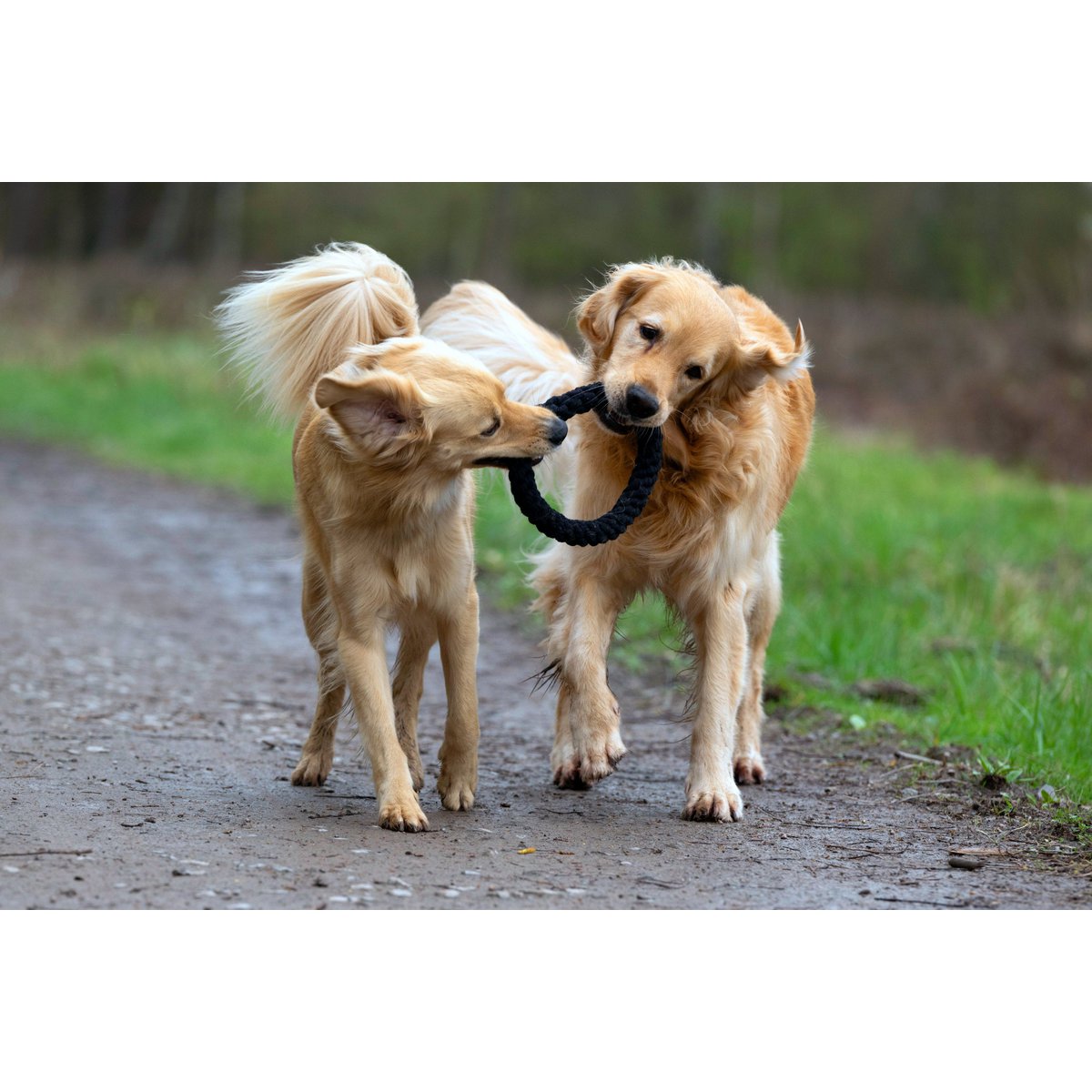 Hundespielzeug Ringo Ring