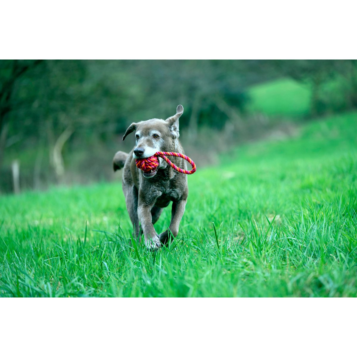 Hundespielzeug Maxi Schleuderball