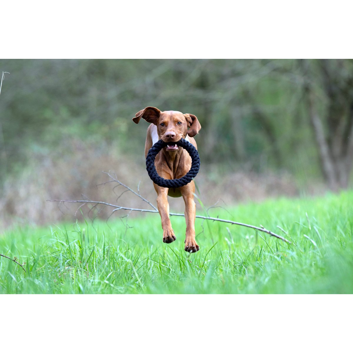 Hundespielzeug Ringo Ring