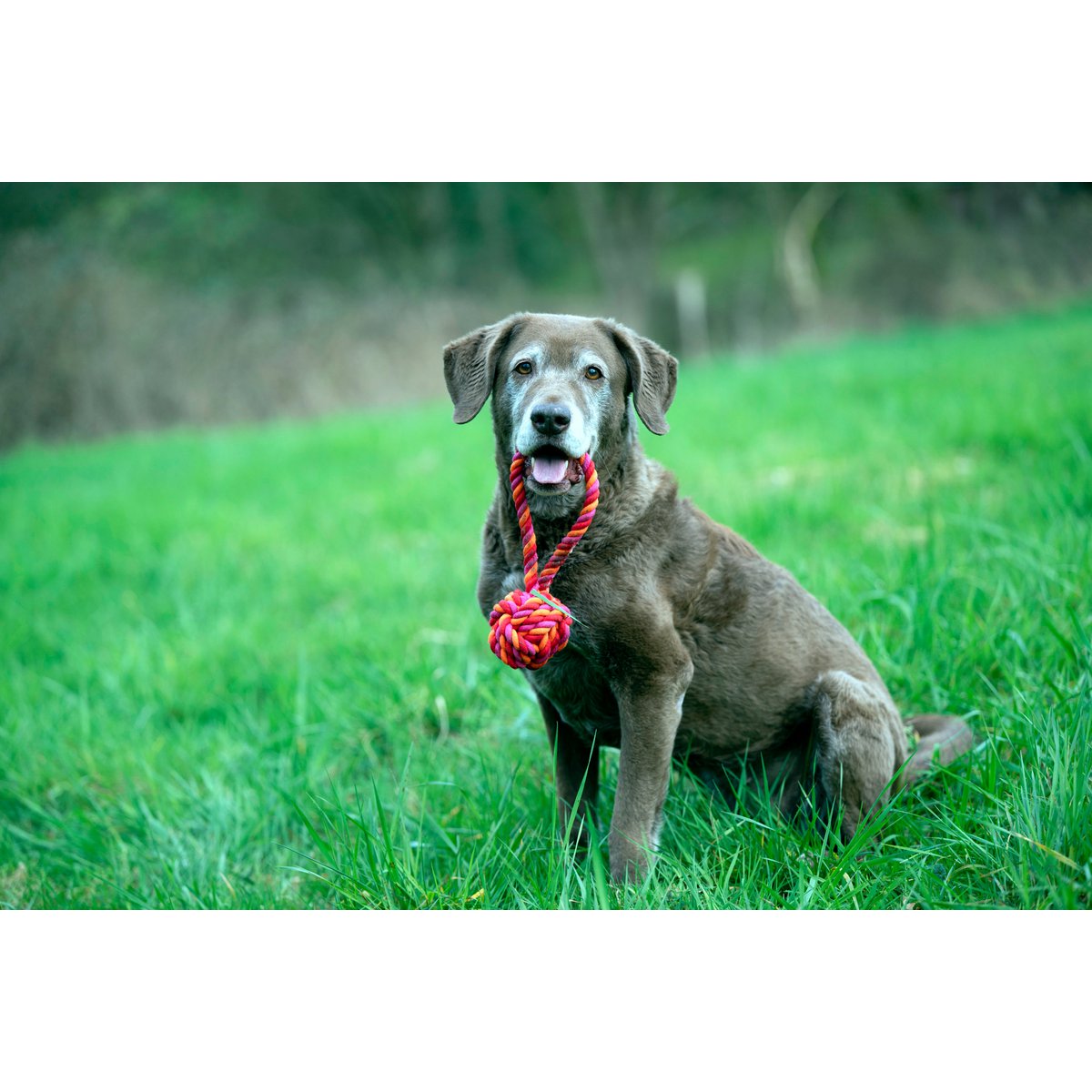 Hundespielzeug Maxi Schleuderball