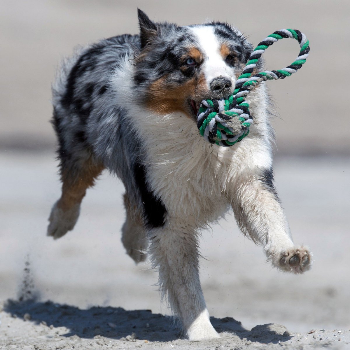 Mega Schleuderball - Kult-Spielzeug für Hunde