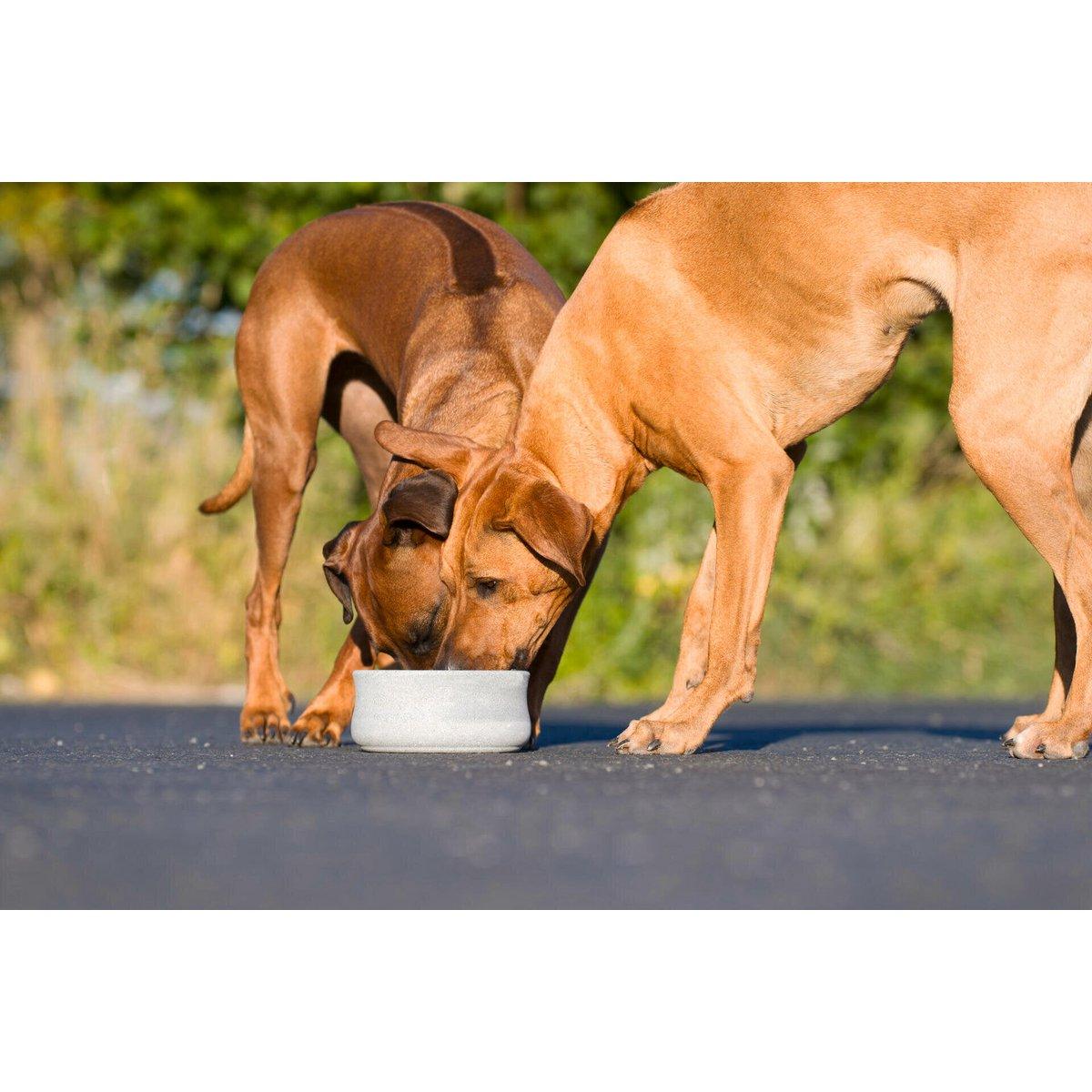 ROCKY - Napf für Hund und Katze