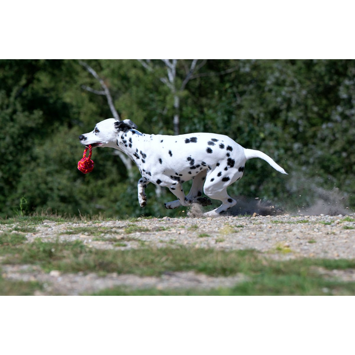 Hundespielzeug Maxi Schleuderball