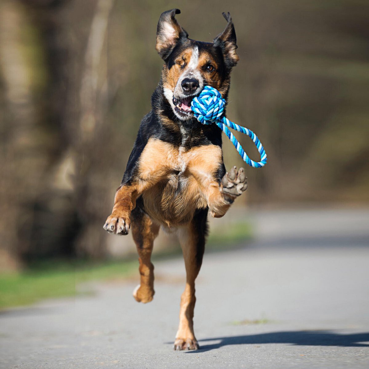 Hundespielzeug Maxi Schleuderball