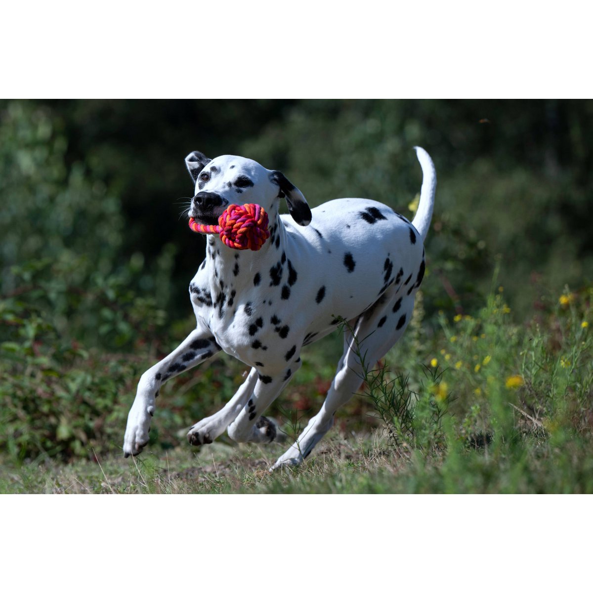 Hundespielzeug Maxi Schleuderball