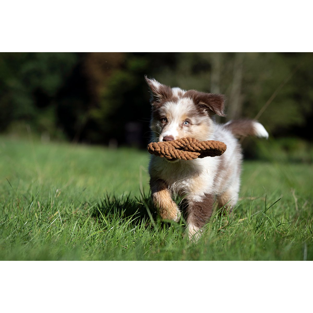 Hundespielzeug Britta Brezel