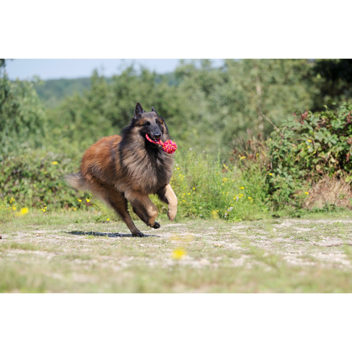 Hundespielzeug Maxi Schleuderball