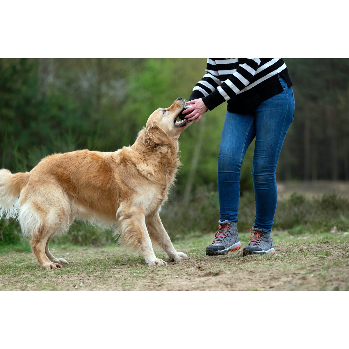 Hundespielzeug Pinguin - BenzoDesign