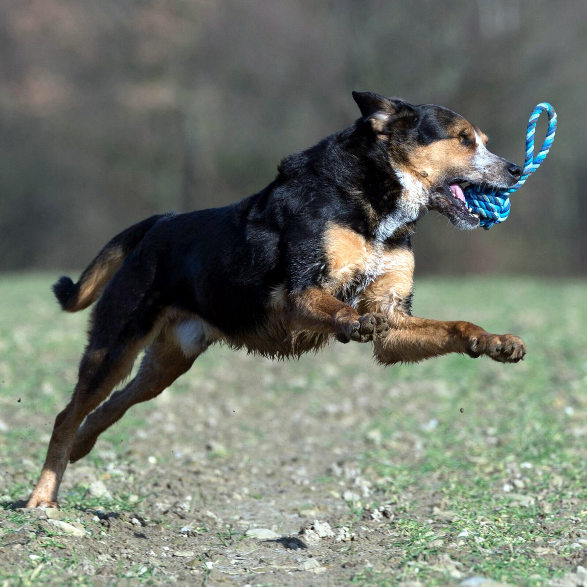 Hundespielzeug Maxi Schleuderball