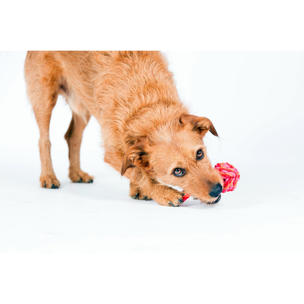 Hundespielzeug Schleuderball