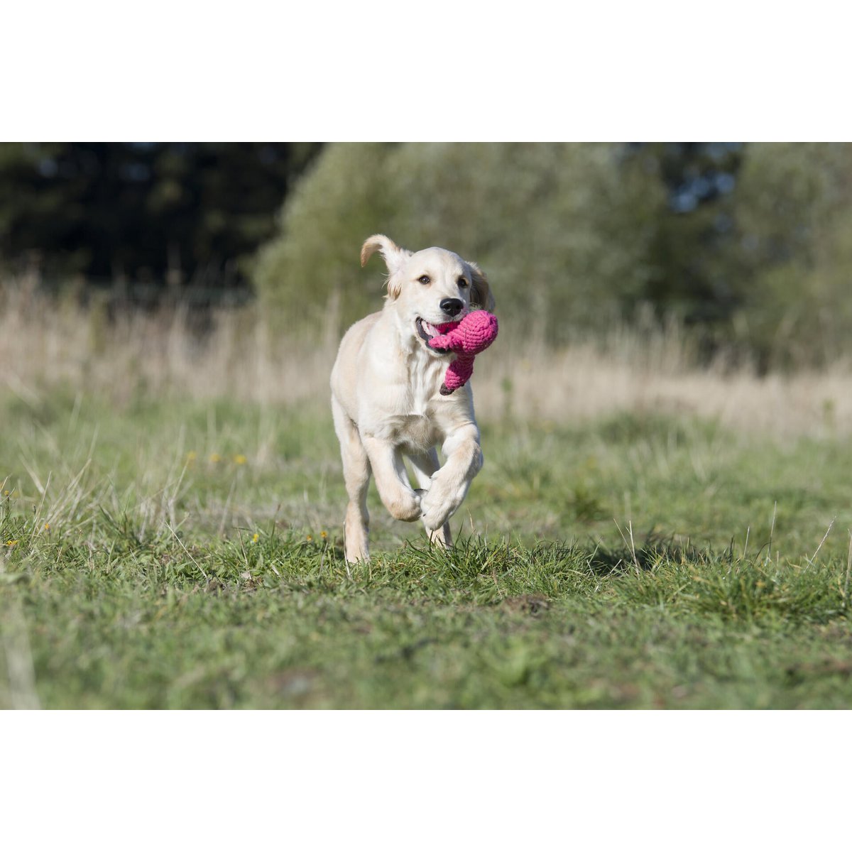 Hundespielzeug Sommer Safari 3tlg