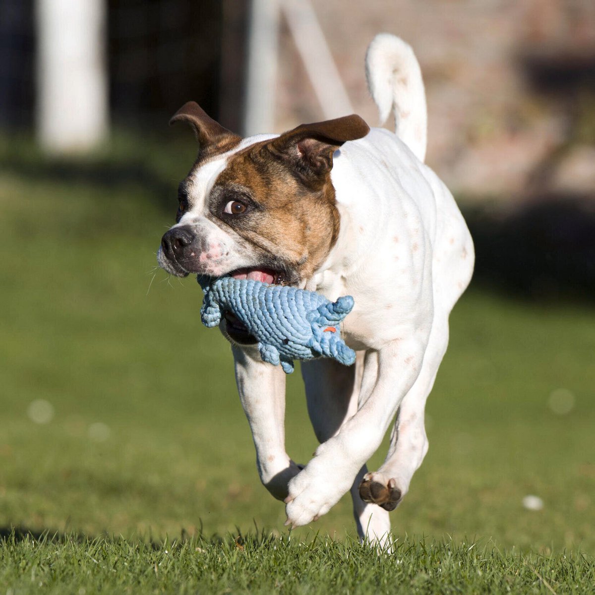 Hundespielzeug Didi Delfin - BenzoDesign