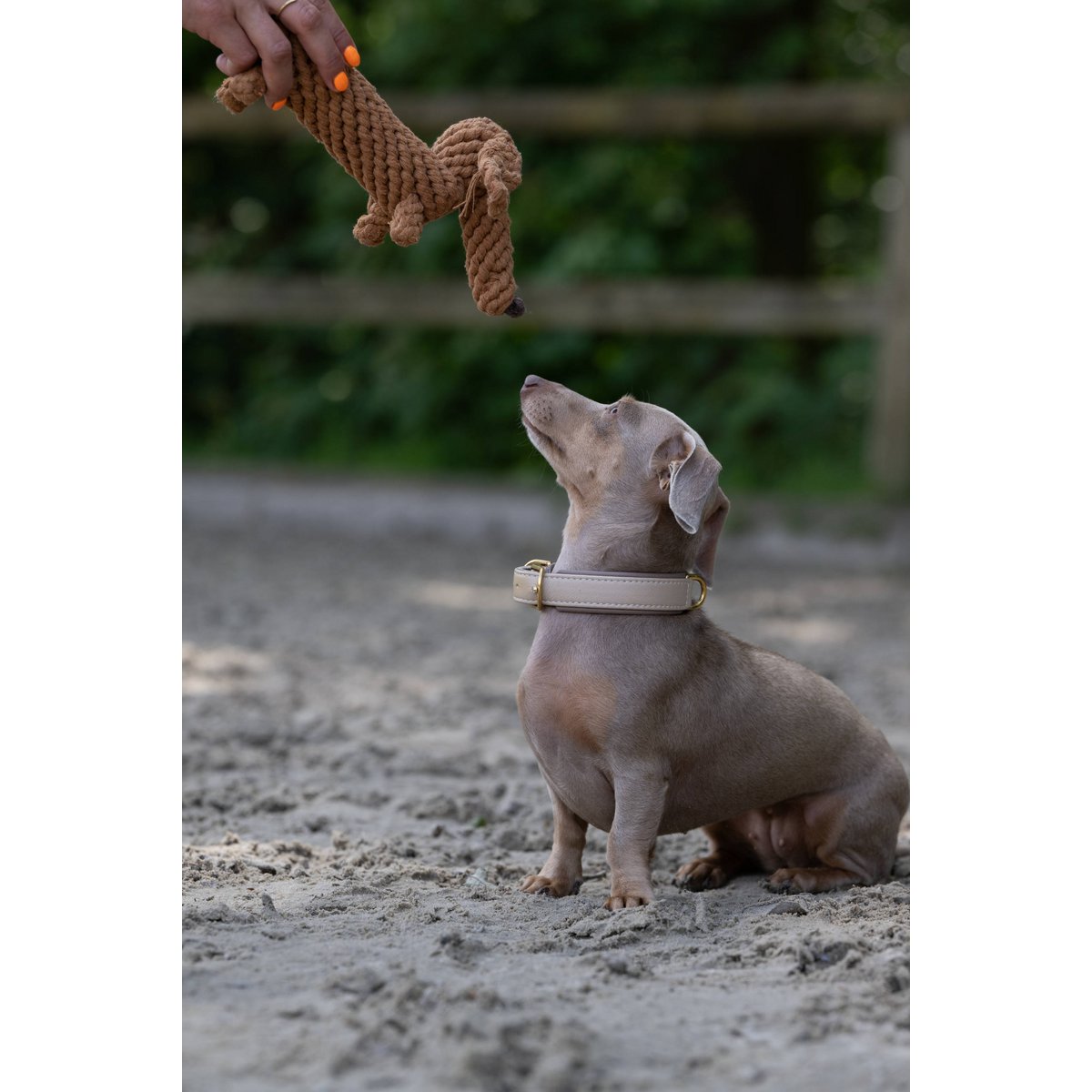 Hundespielzeug Diego Dackel - BenzoDesign