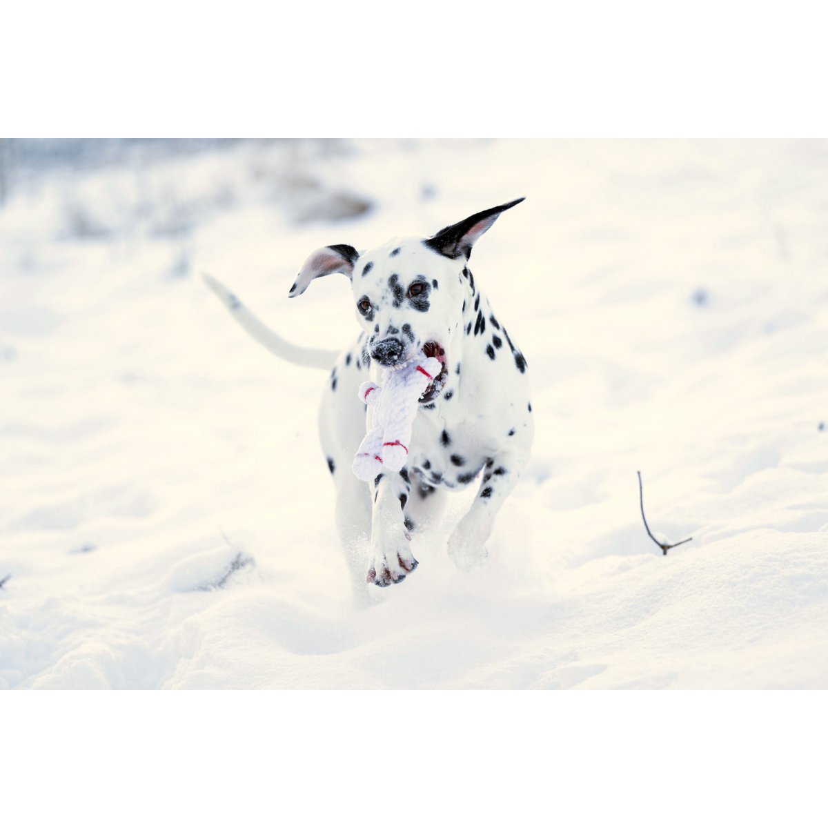 Hundespielzeug Shawn der Schneemann