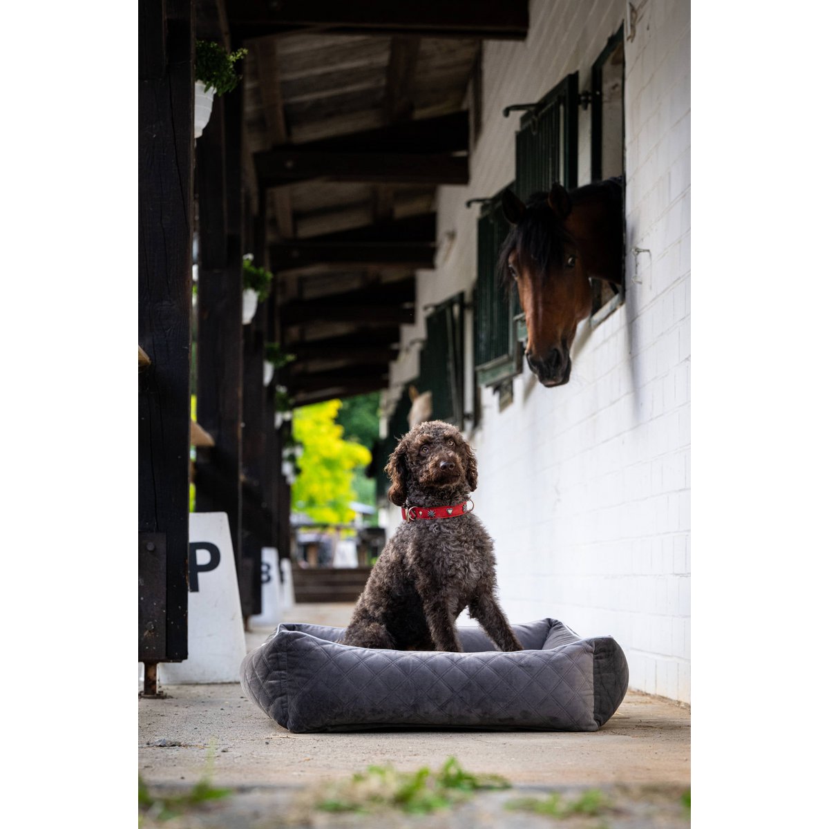 Hundebett Classic - OXFORD STONE