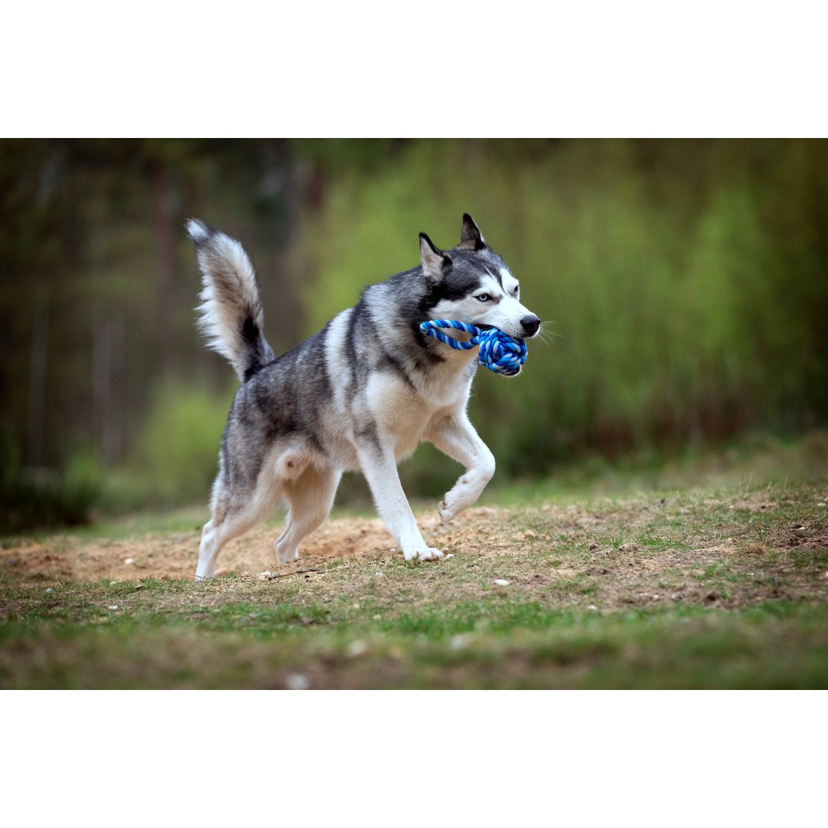 Hundespielzeug Maxi Schleuderball