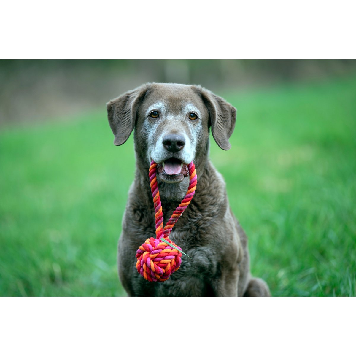 Hundespielzeug Maxi Schleuderball